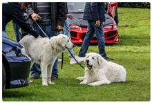 September 2022 Showcars Melbourne - Location: St Kilda